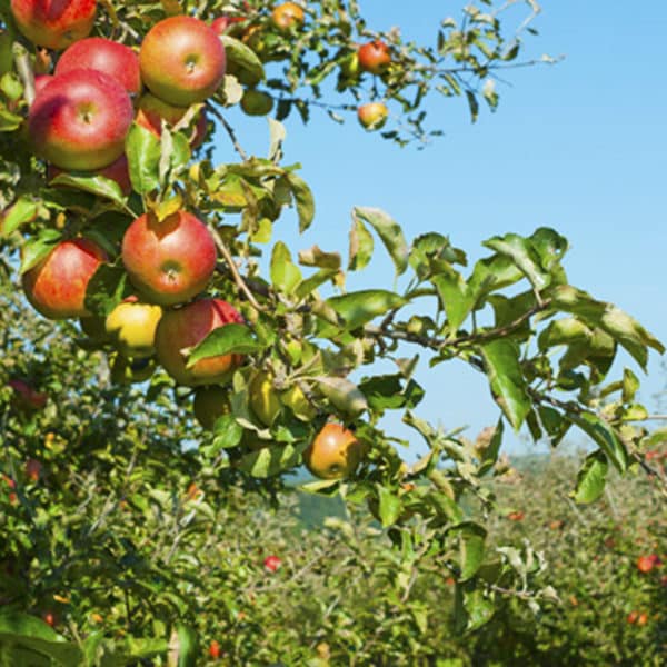 Pourquoi Utiliser Les Engrais Verts En Arboriculture Vitivert